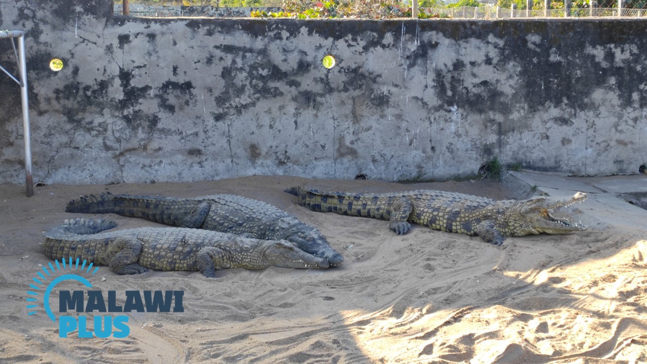 Mala Wildlife set to establish new crocodile farm in Binga