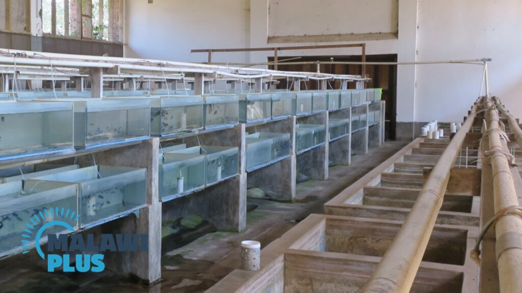 Red Zebra in Senga Bay, Salima｜Malawi Travel and Business Guide